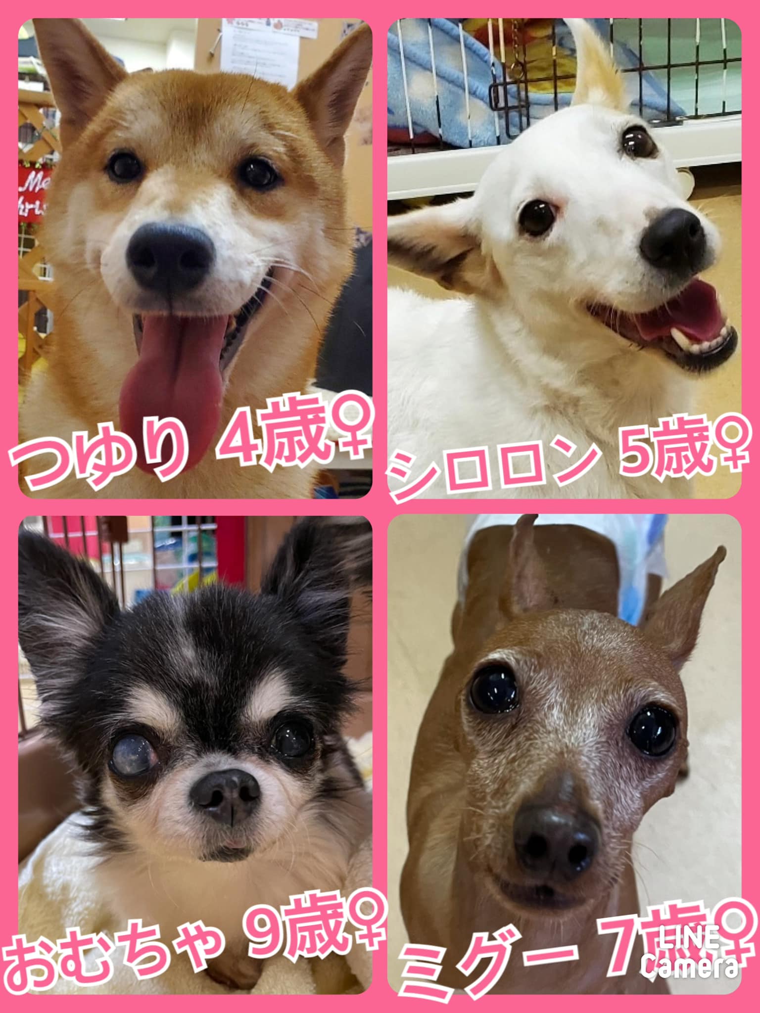 🐾今日の里親様募集中ワンコ🐶メンバーです🐾2021,12,20【保護犬カフェ天神橋店】